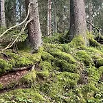 Dom wakacyjny żurawi Klangor - Dom Z Sauną I Jacuzzi