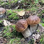 Dom wakacyjny żurawi Klangor - Dom Z Sauną I Jacuzzi Ramsowo