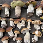 Dom wakacyjny żurawi Klangor - Dom Z Sauną I Jacuzzi Ramsowo