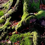 Dom wakacyjny żurawi Klangor - Dom Z Sauną I Jacuzzi Ramsowo