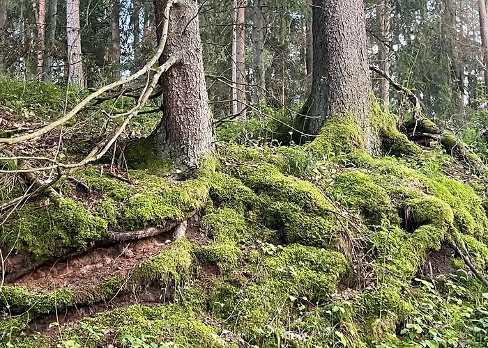 Дом отдыха Zurawi Klangor - Dom Z Sauna I Jacuzzi