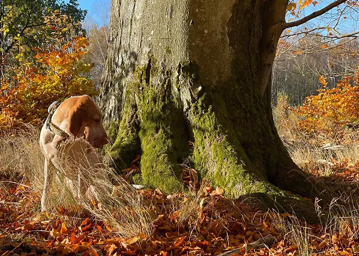 Дом отдыха Zurawi Klangor - Dom Z Sauna I Jacuzzi