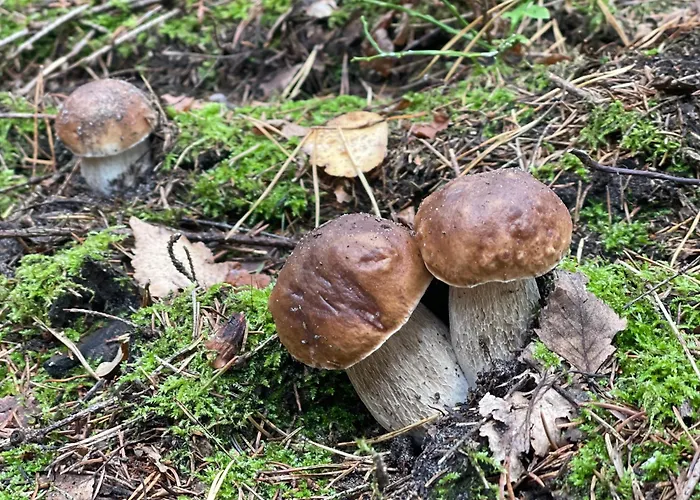 Дом отдыха Zurawi Klangor - Dom Z Sauna I Jacuzzi Ramsowo