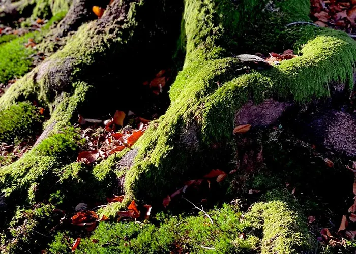 Дом отдыха Zurawi Klangor - Dom Z Sauna I Jacuzzi Ramsowo